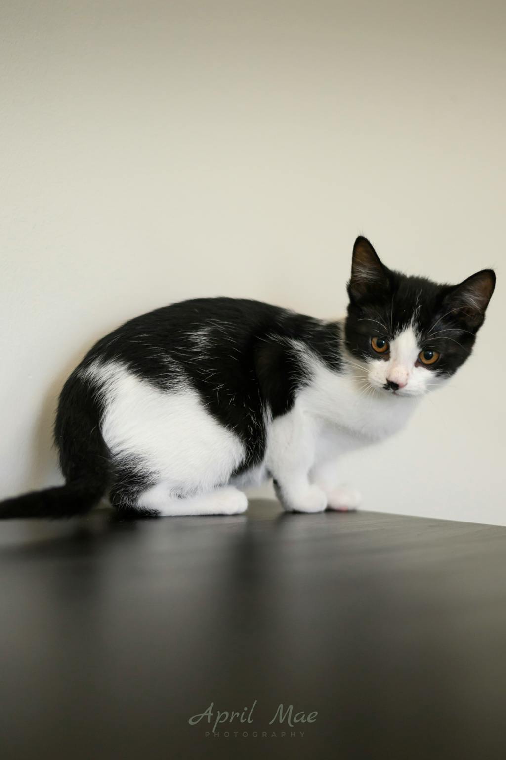 Bonnie (petsmart Orangeville) Image