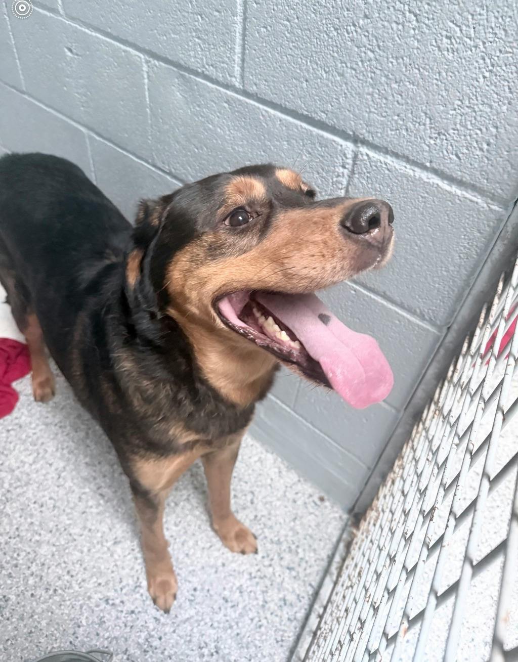 Shepherd
