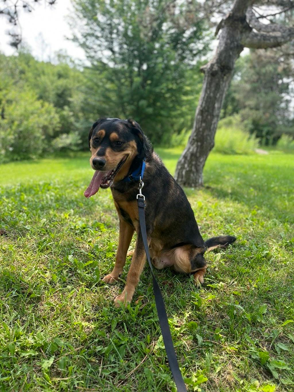 Maximus Image