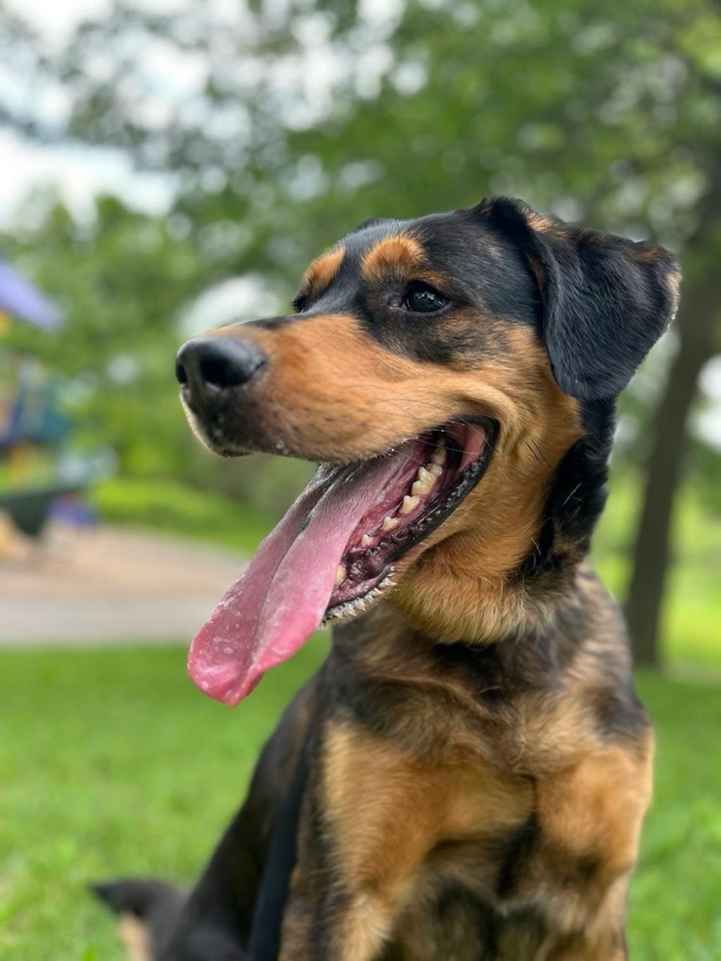 Maximus Image