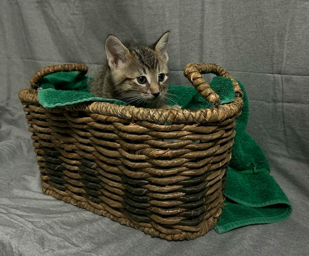 Charles, a 8 weeks old Brown Tabby Male Domestic Short Hair Kitten