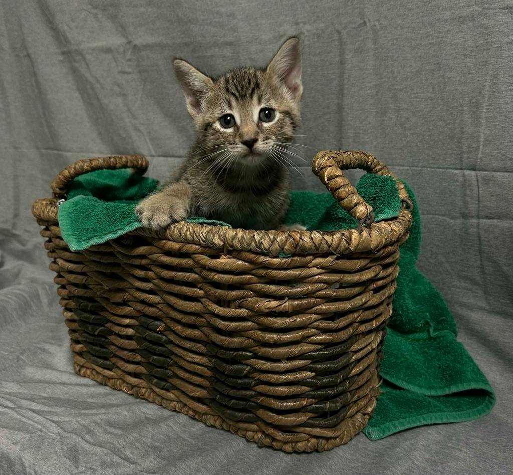 Charles, a 8 weeks old Brown Tabby Male Domestic Short Hair Kitten