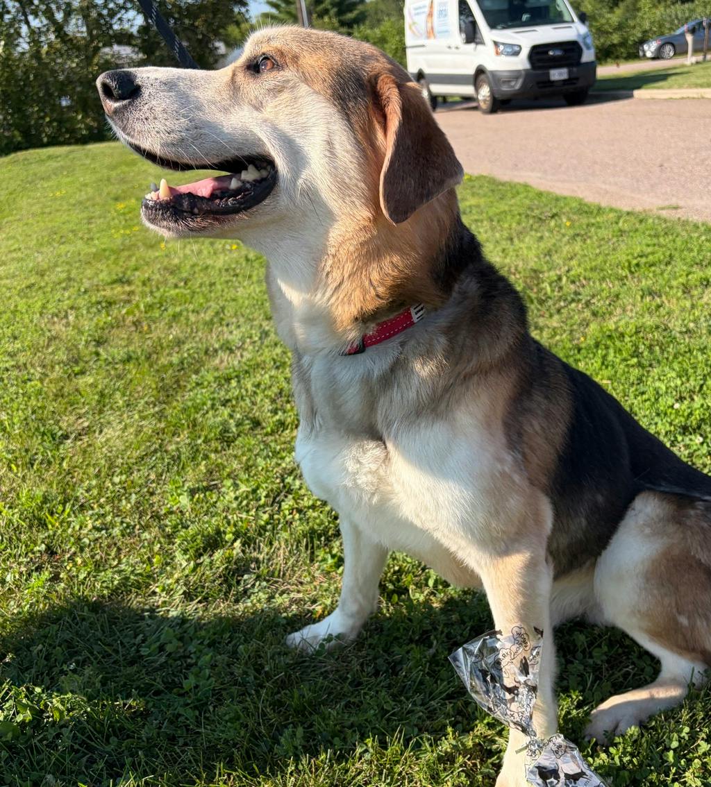Jojo, a 7 years and 11 months old Tri Color Male Mixed Breed, Large (over 44 lbs fully grown) Dog