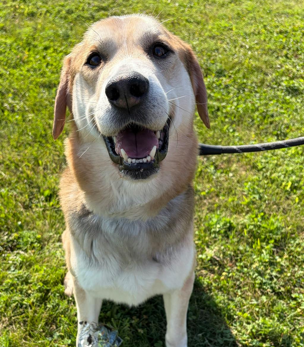 Jojo, a 7 years and 11 months old Tri Color Male Mixed Breed, Large (over 44 lbs fully grown) Dog