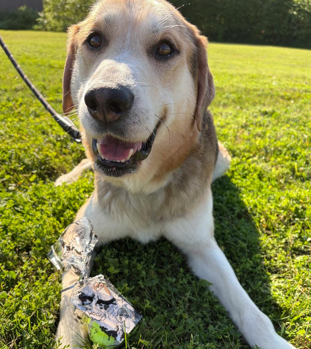 Jojo, a 7 years and 11 months old Tri Color Male Mixed Breed, Large (over 44 lbs fully grown) Dog