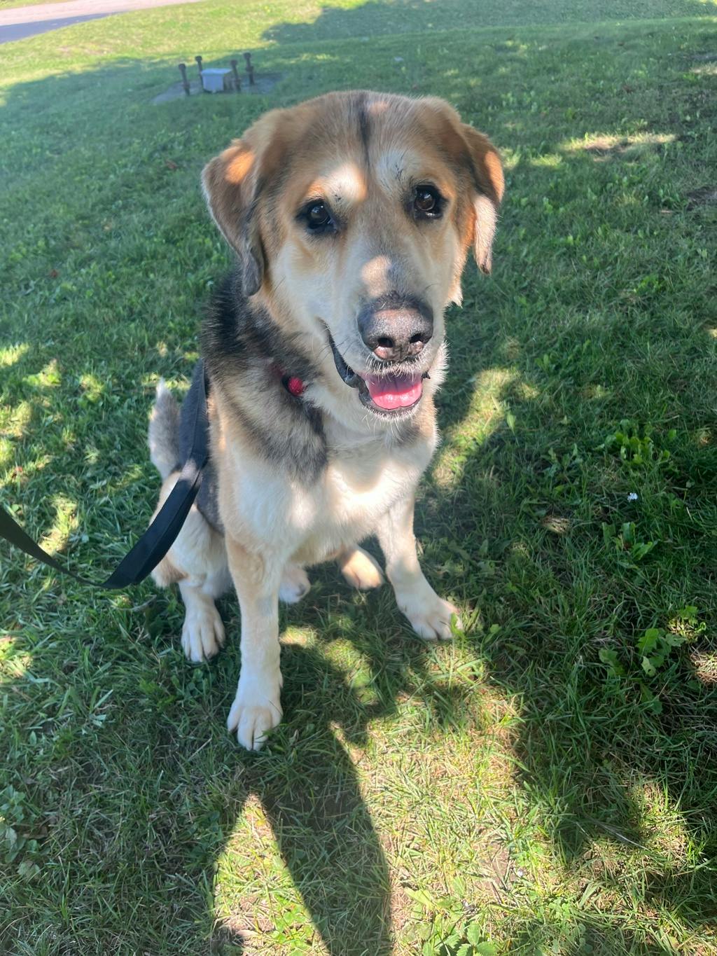 Striker, a 7 years and 11 months old Tri Color Male Mixed Breed, Large (over 44 lbs fully grown) Dog