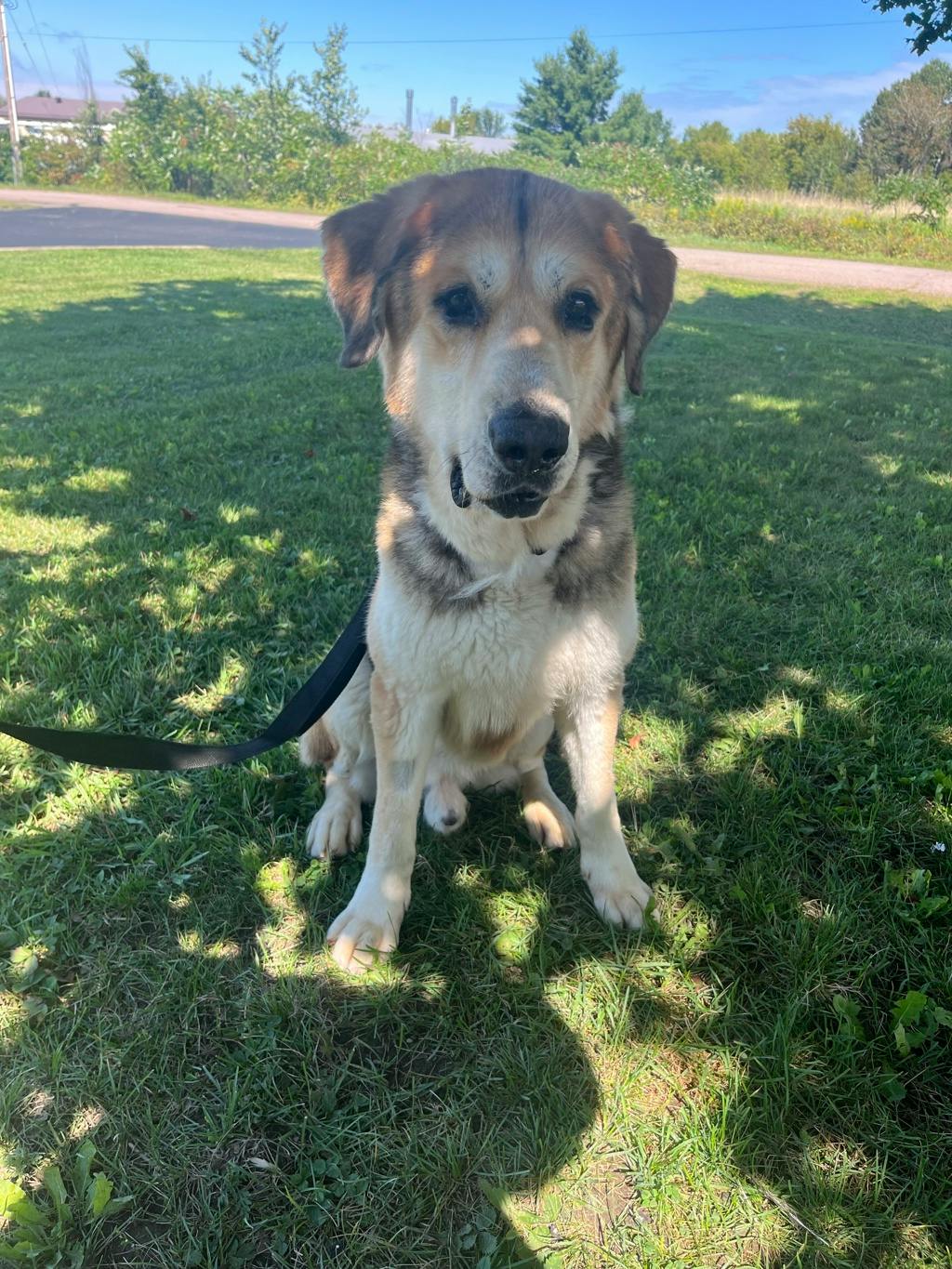 Striker, a 7 years and 11 months old Tri Color Male Mixed Breed, Large (over 44 lbs fully grown) Dog