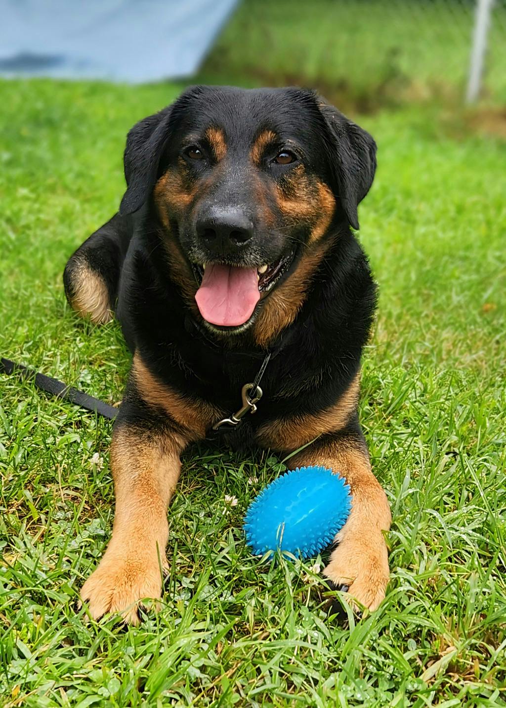 Jax Image