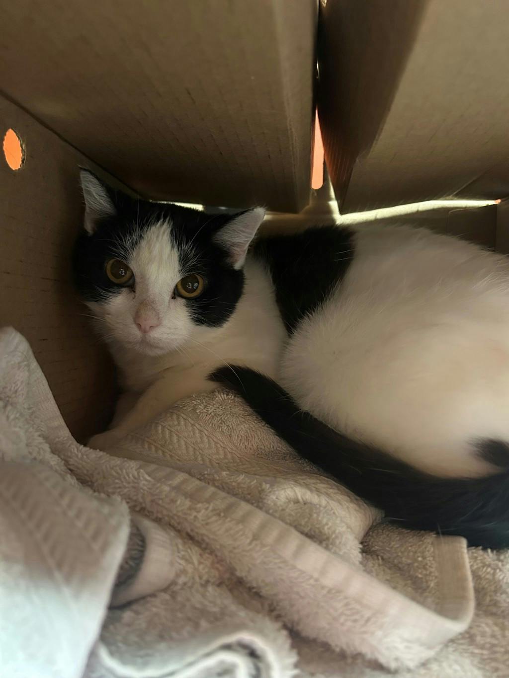 Henny, a 1 year and 2 months old White Female Domestic Short Hair Cat