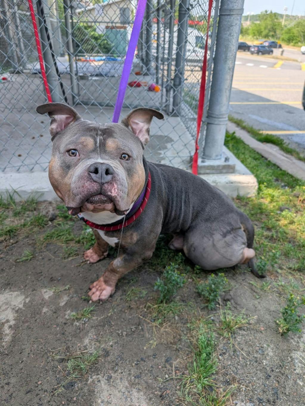 Dozer