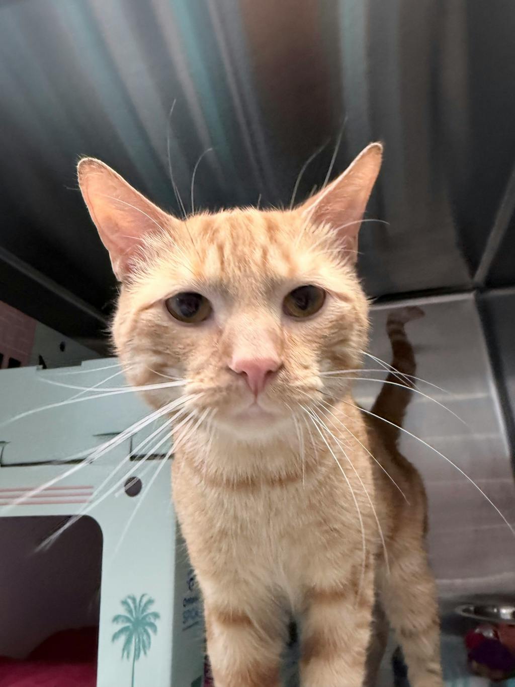 Pussnboots Image