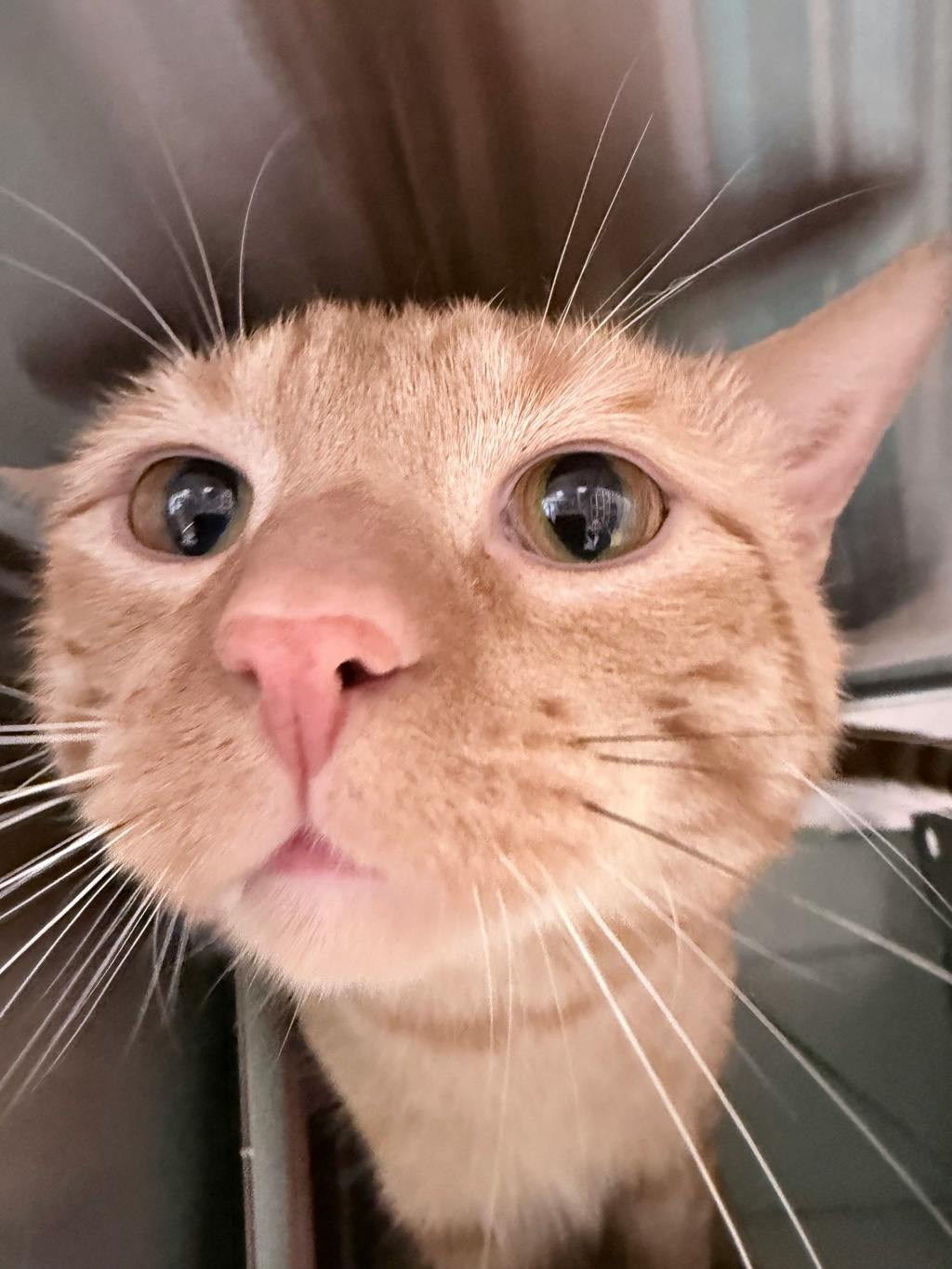 Pussnboots Image