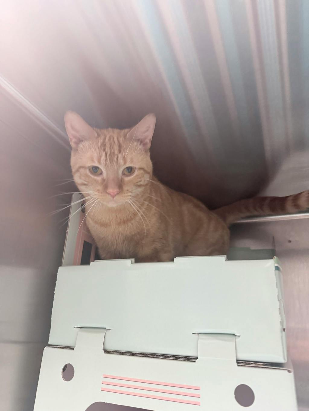 Pussnboots Image