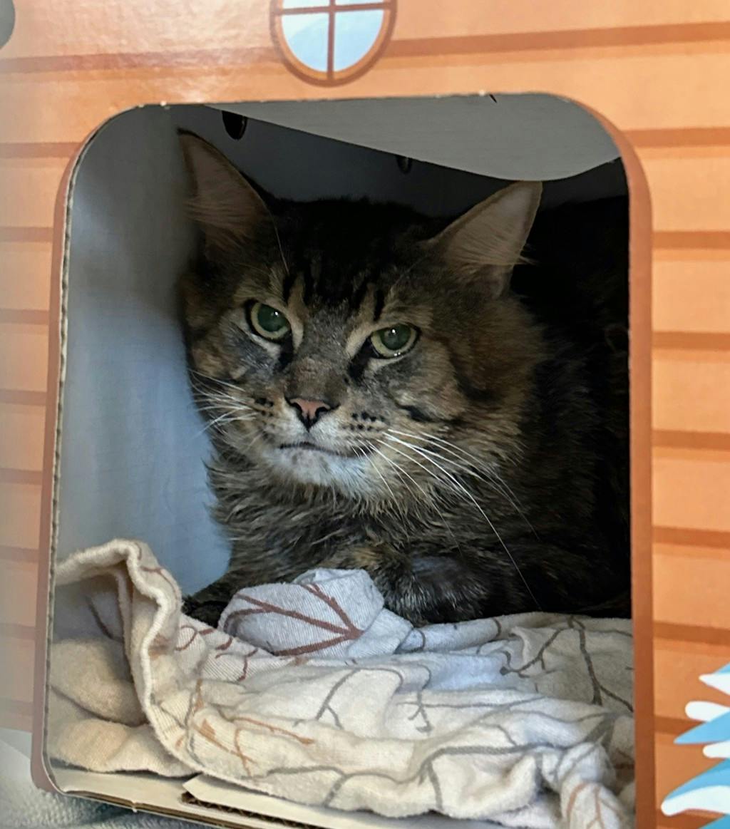 Binx Image