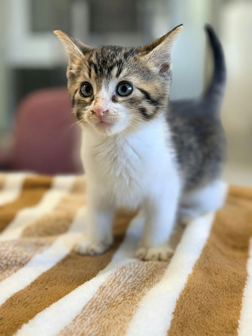 Vhaghar, a 9 weeks old Tabby Male Domestic Short Hair Kitten