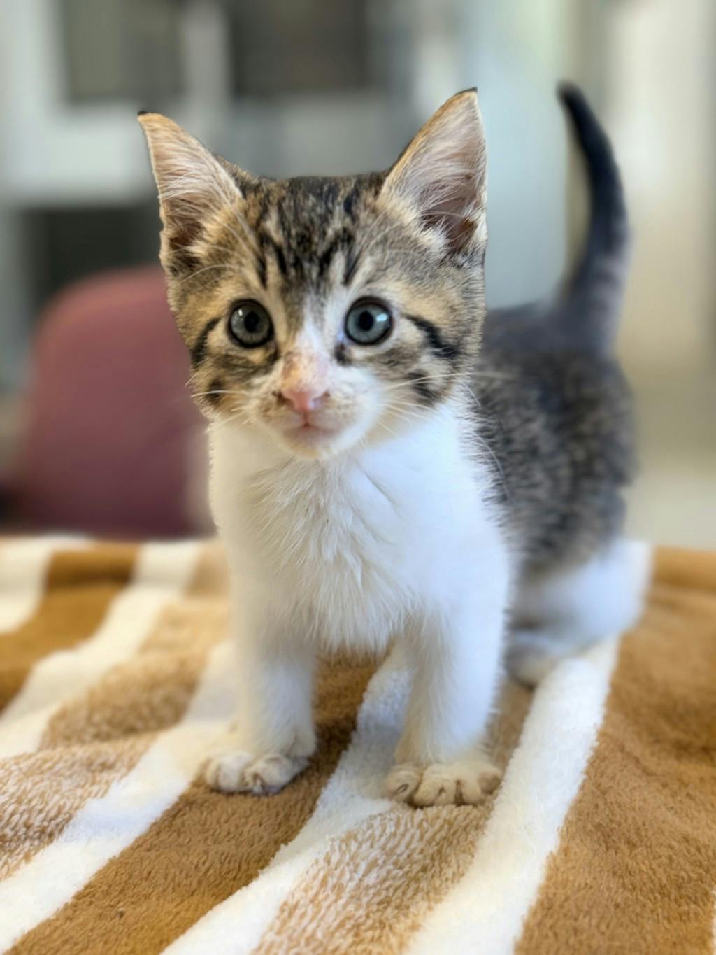Vhaghar, a 9 weeks old Tabby Male Domestic Short Hair Kitten