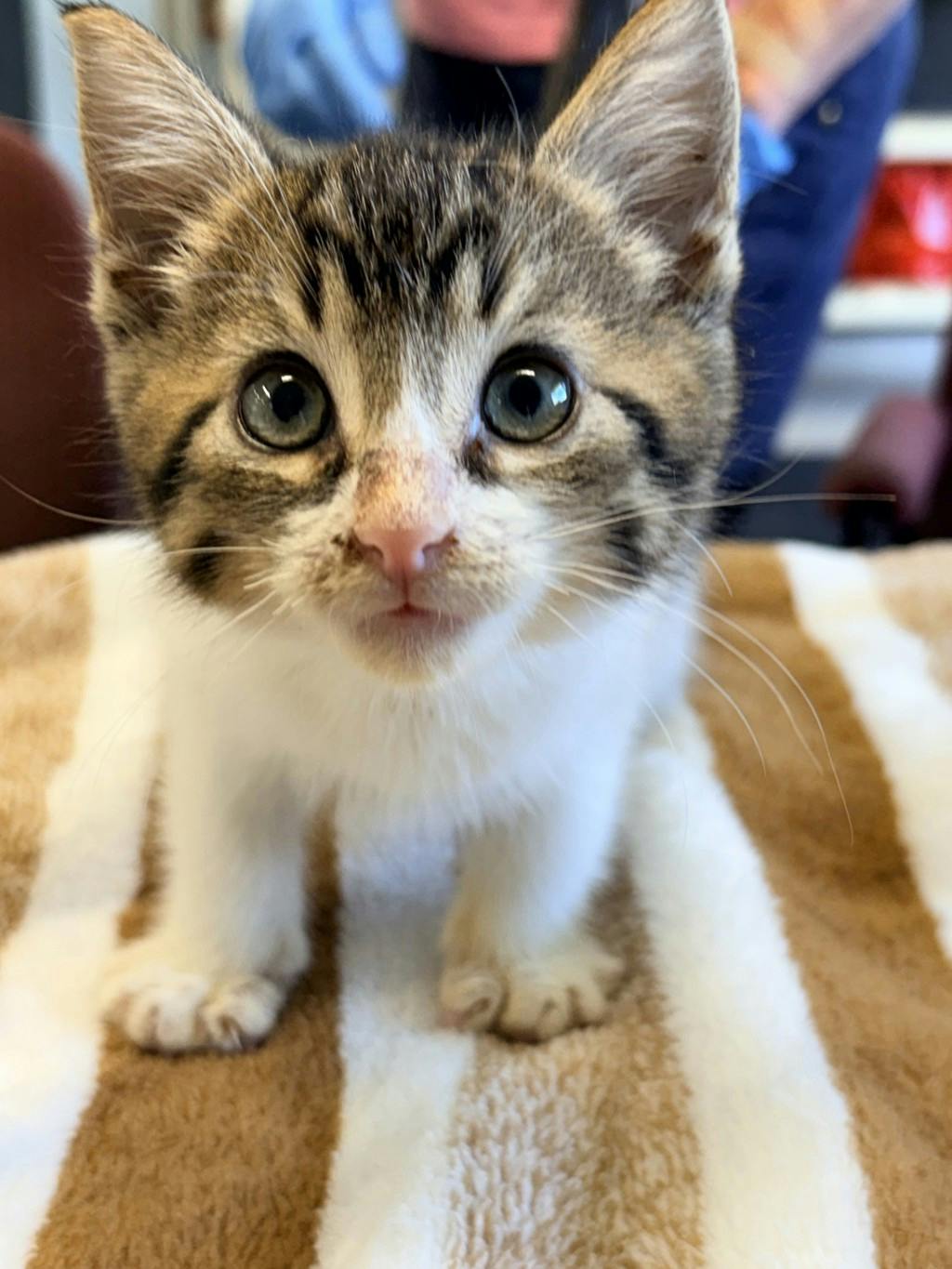 Vhaghar, a 9 weeks old Tabby Male Domestic Short Hair Kitten