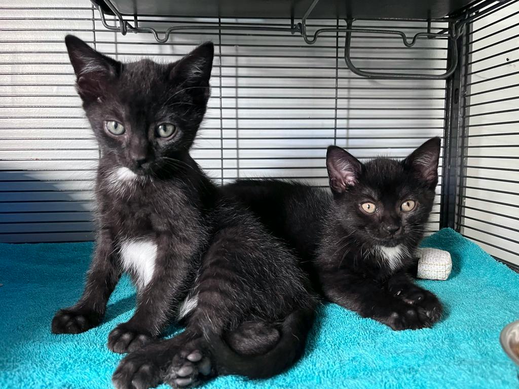 Kuzco, a 10 weeks old Black Male Domestic Short Hair Kitten