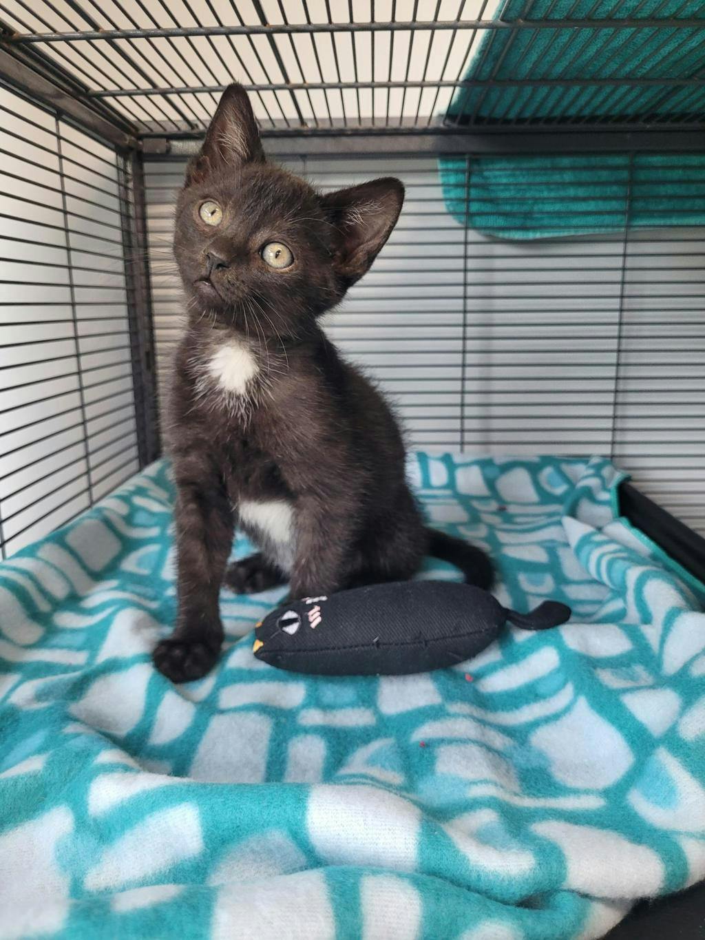 Kuzco, a 10 weeks old Black Male Domestic Short Hair Kitten