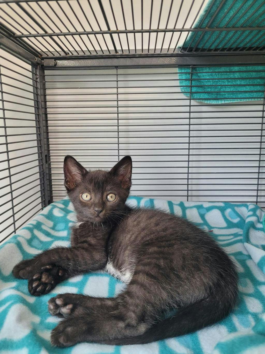 Kuzco, a 10 weeks old Black Male Domestic Short Hair Kitten