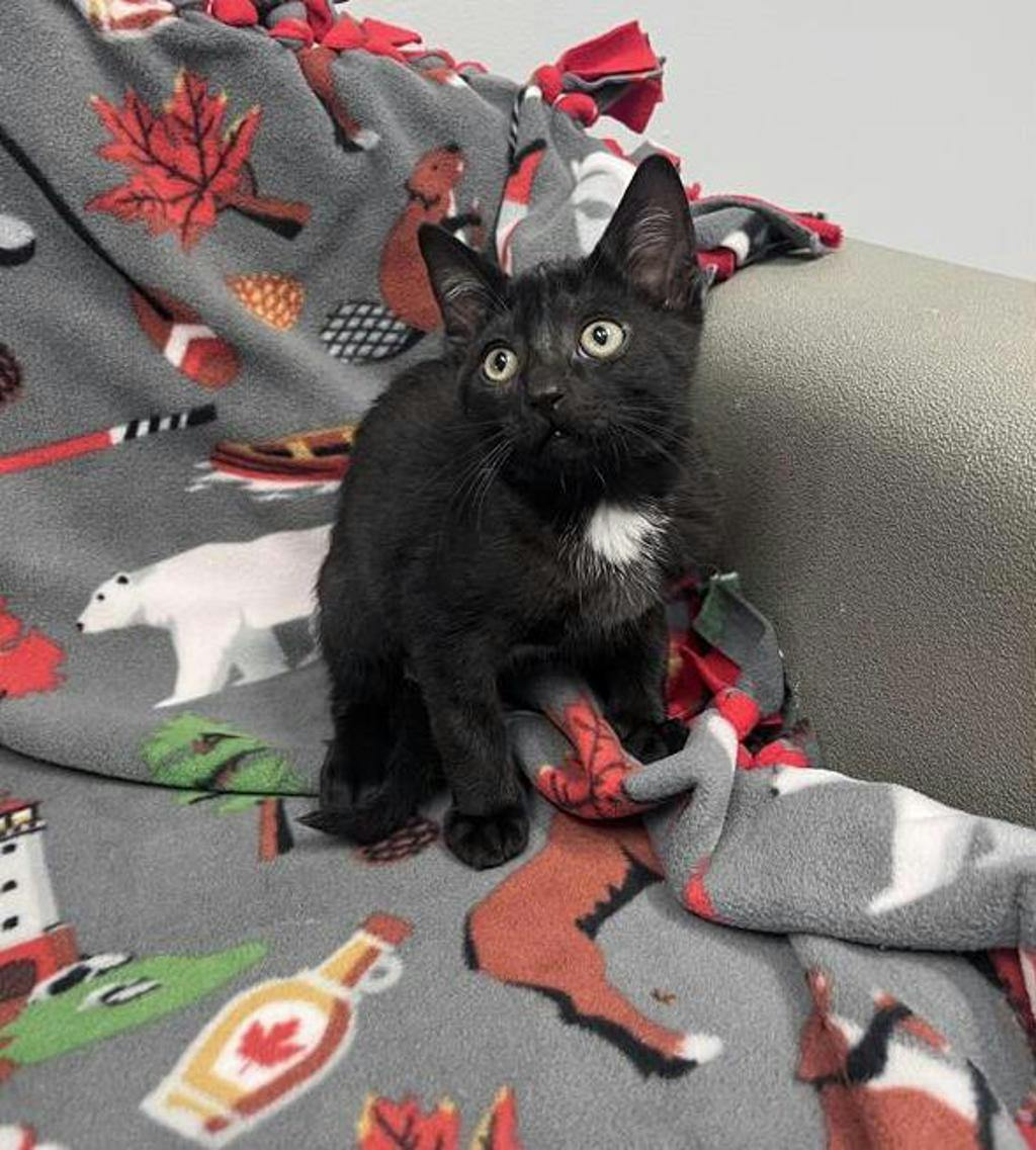 Kuzco, a 10 weeks old Black Male Domestic Short Hair Kitten