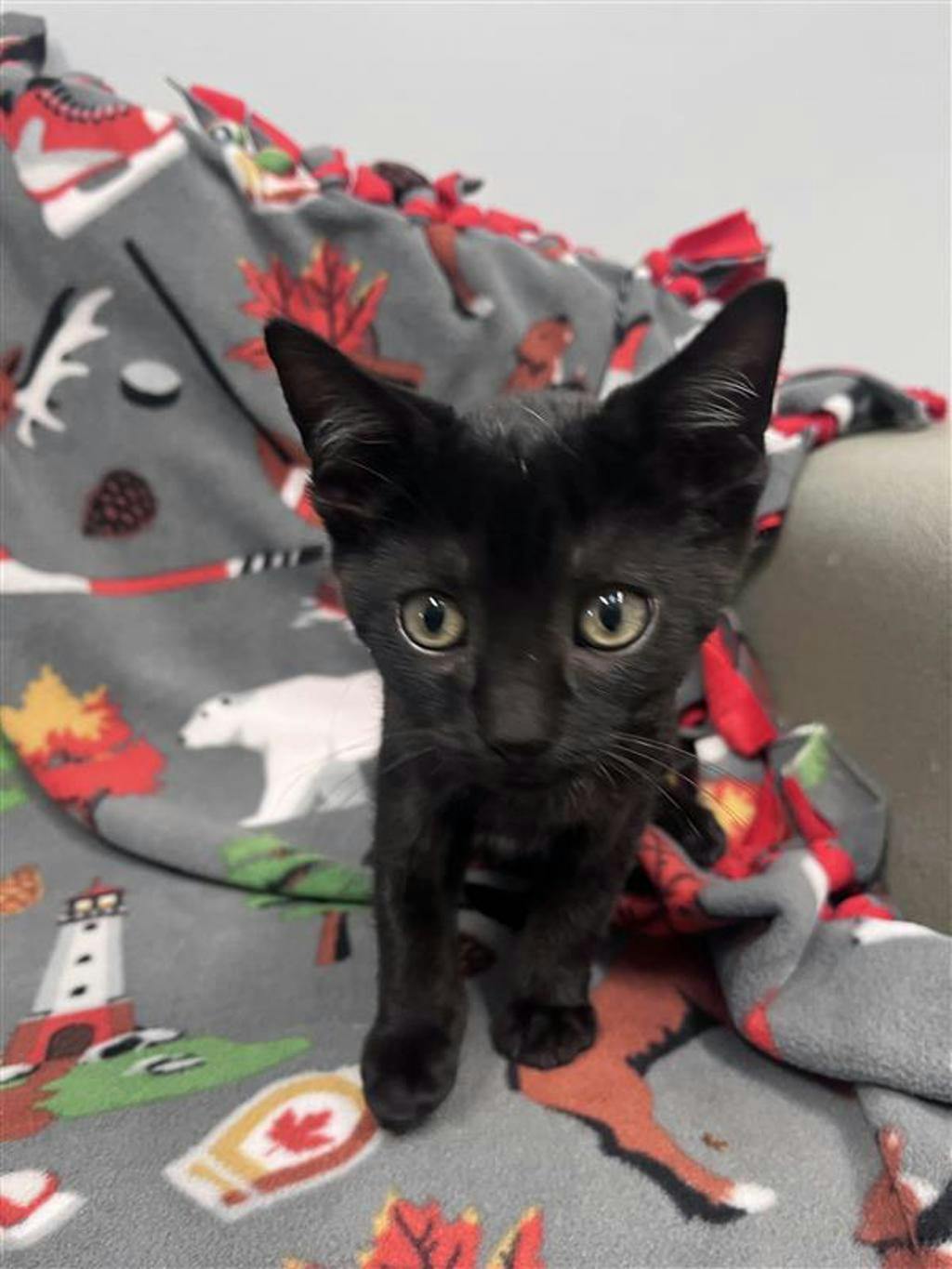 Kuzco, a 10 weeks old Black Male Domestic Short Hair Kitten