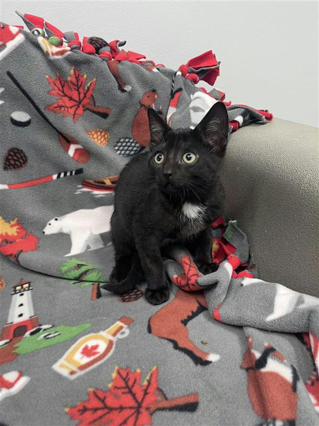 Kuzco, a 10 weeks old Black Male Domestic Short Hair Kitten
