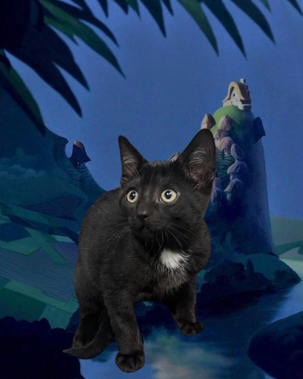 Kuzco, a 10 weeks old Black Male Domestic Short Hair Kitten