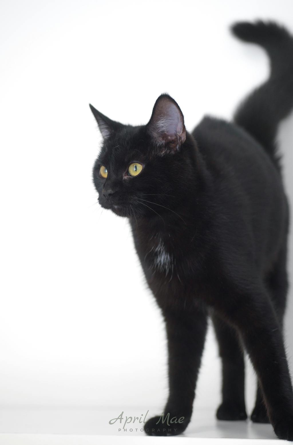 Nova (petsmart) Image