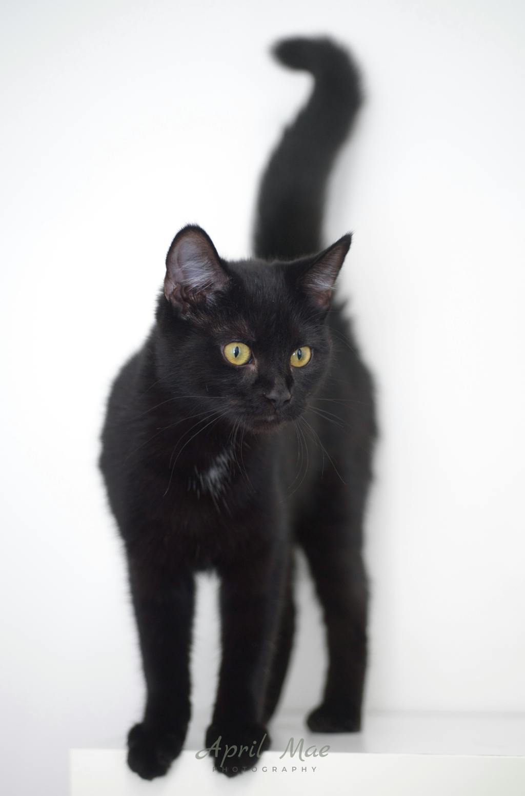 Nova (petsmart) Image