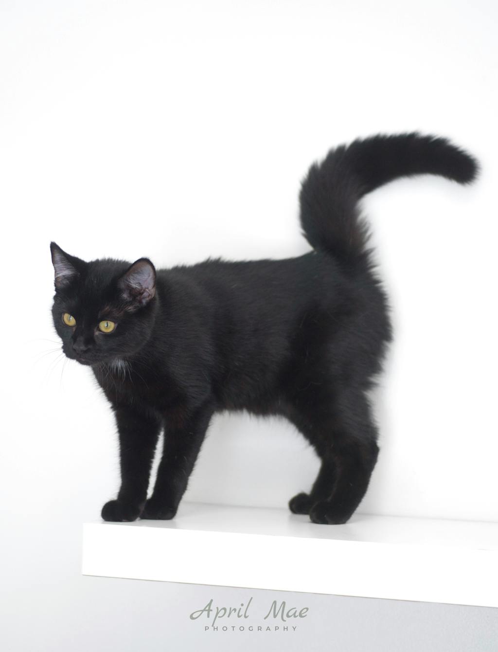 Nova (petsmart) Image