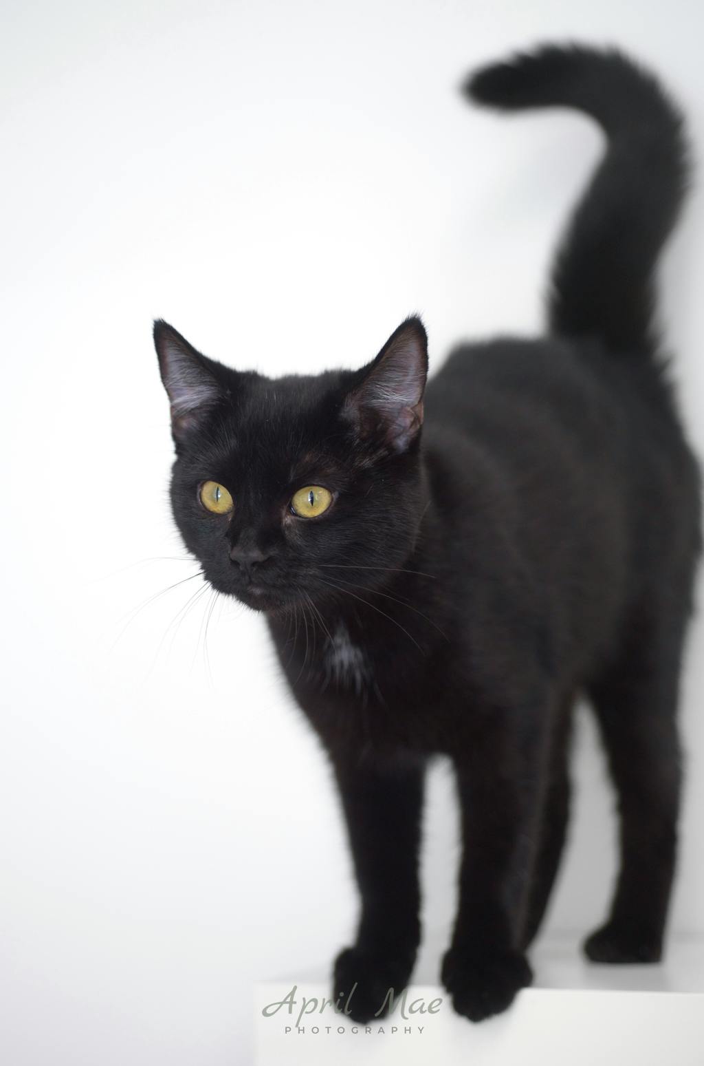 Nova (petsmart) Image