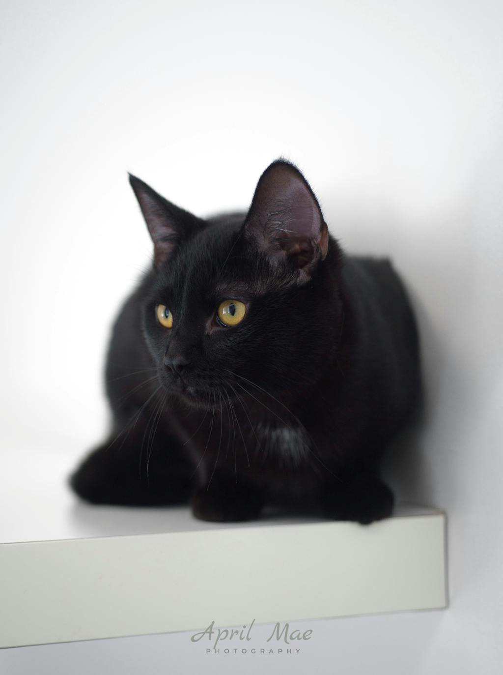 Sebastian (petsmart) Image