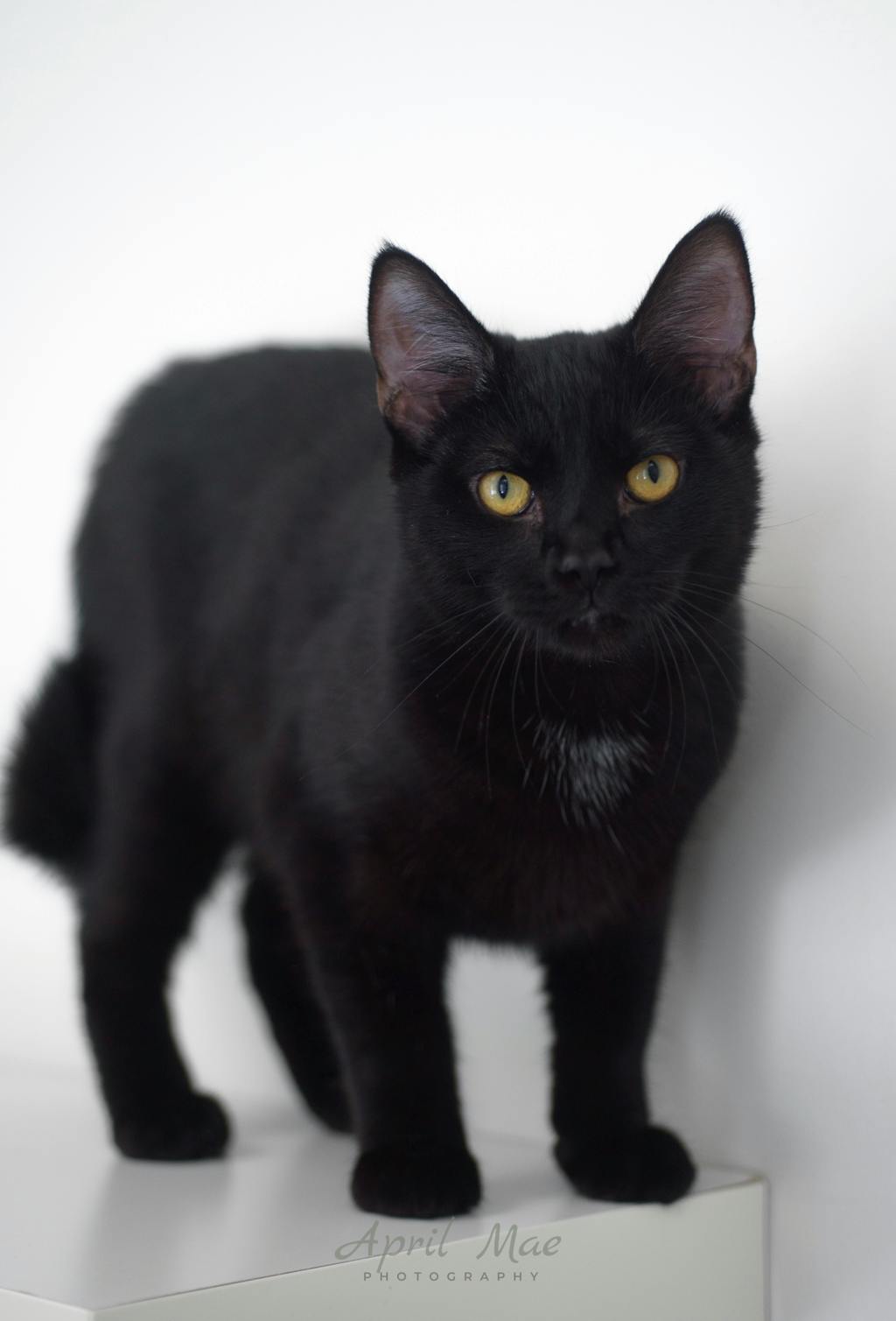 Sebastian (petsmart) Image