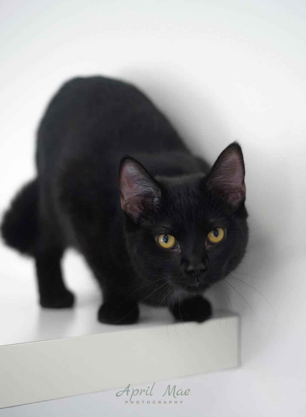 Sebastian (petsmart) Image