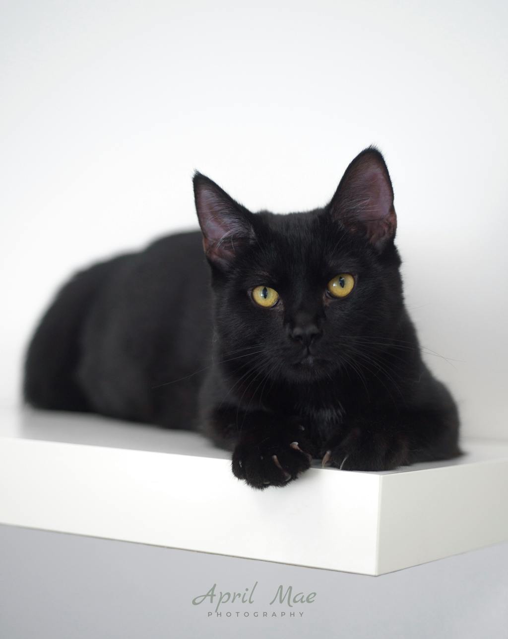 Sebastian (petsmart) Image