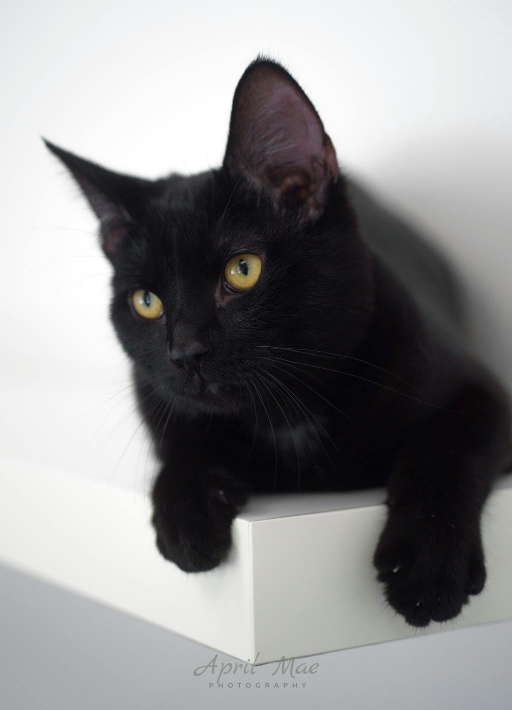 Sebastian (petsmart) Image