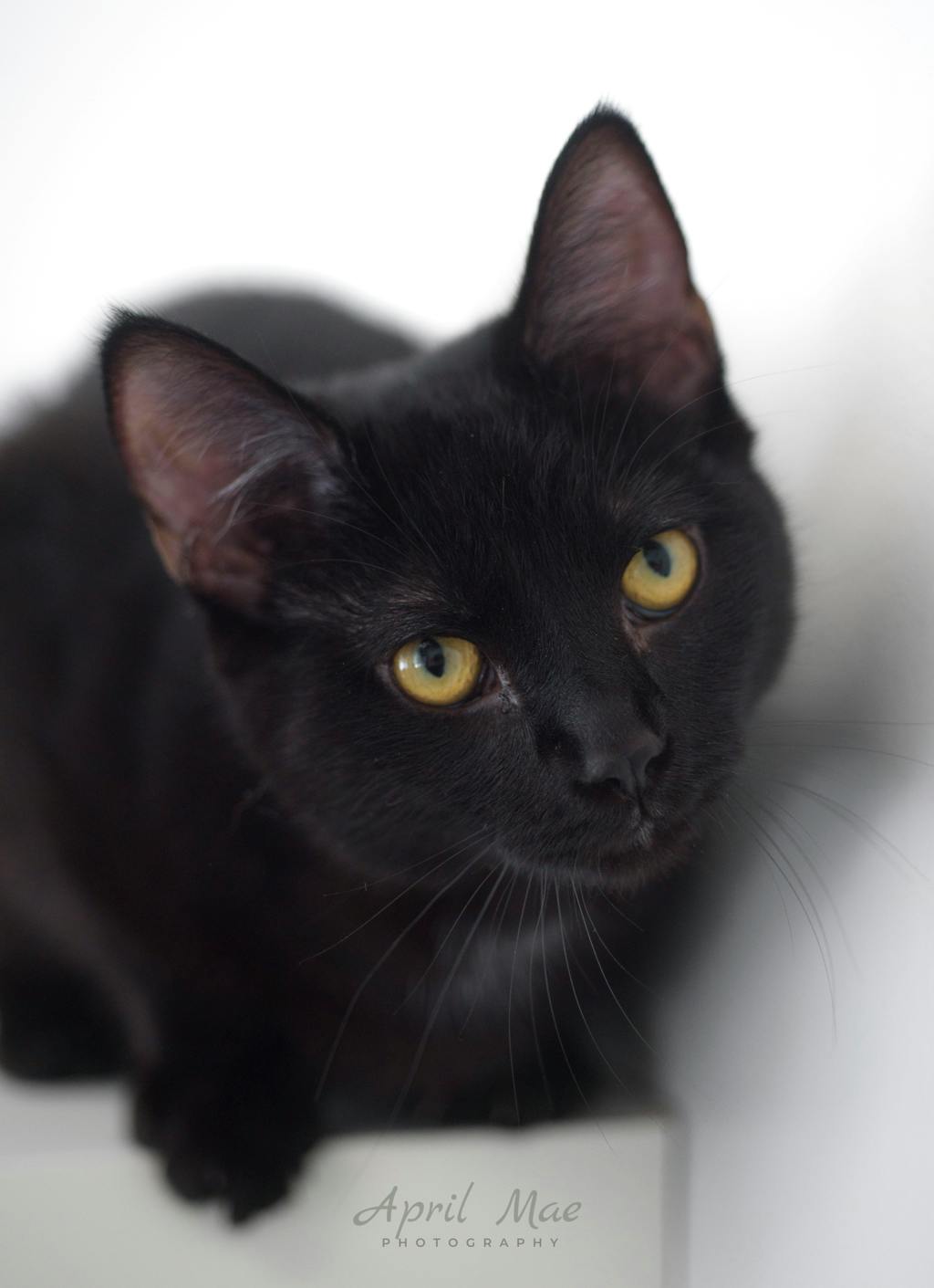 Sebastian (petsmart) Image