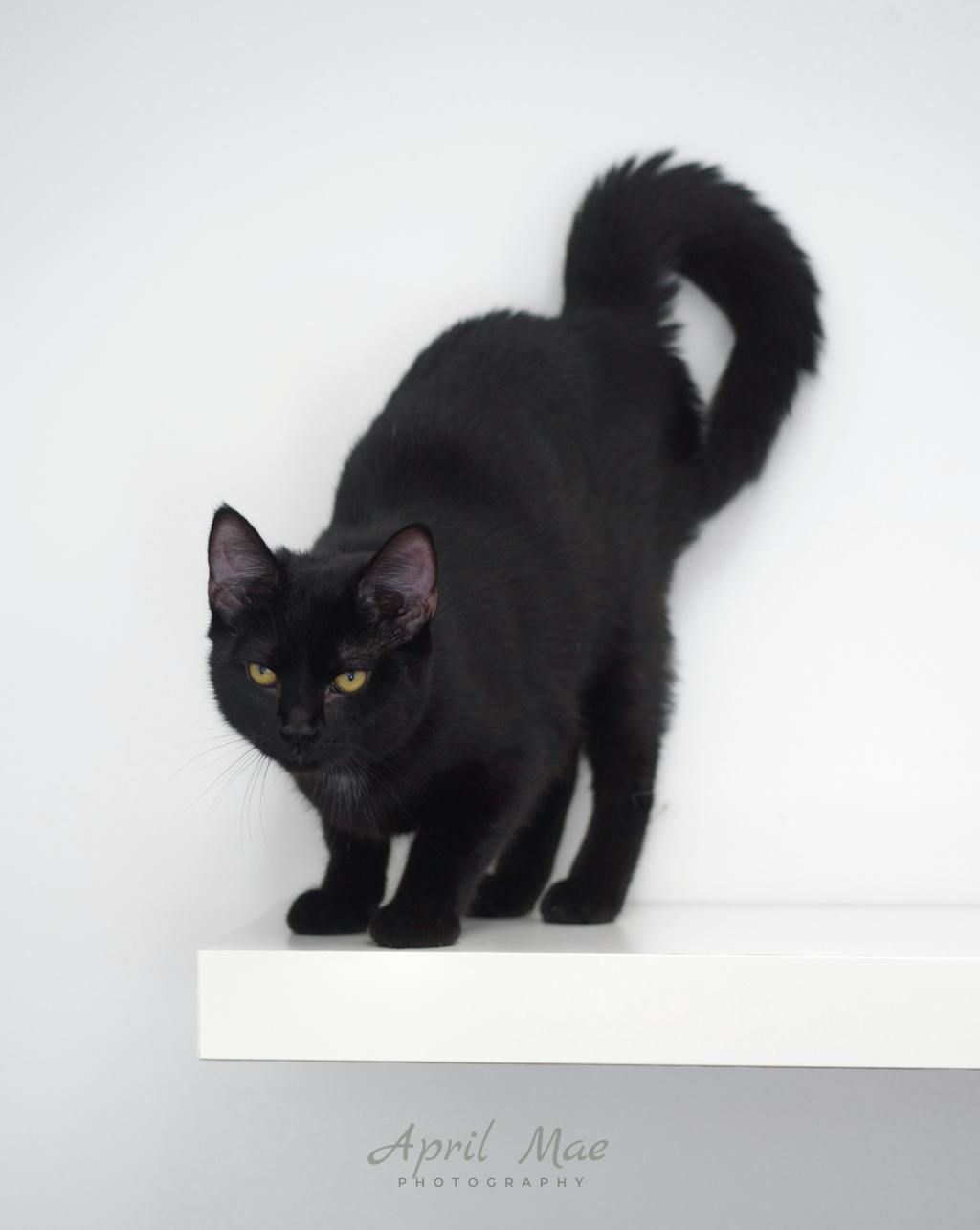 Sebastian (petsmart) Image