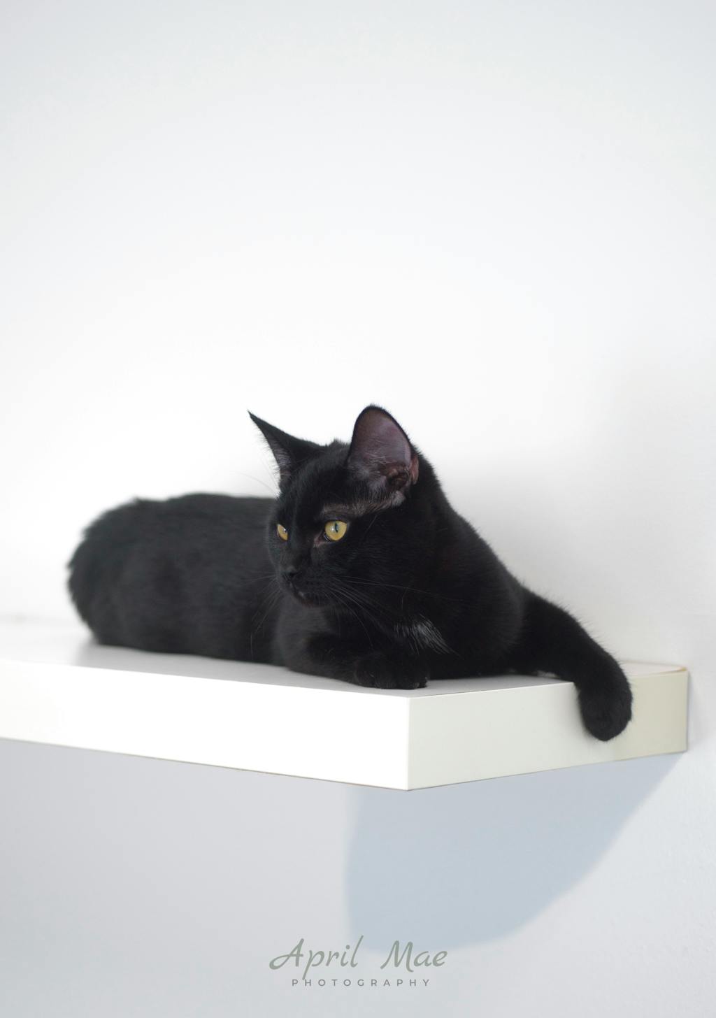 Sebastian (petsmart) Image