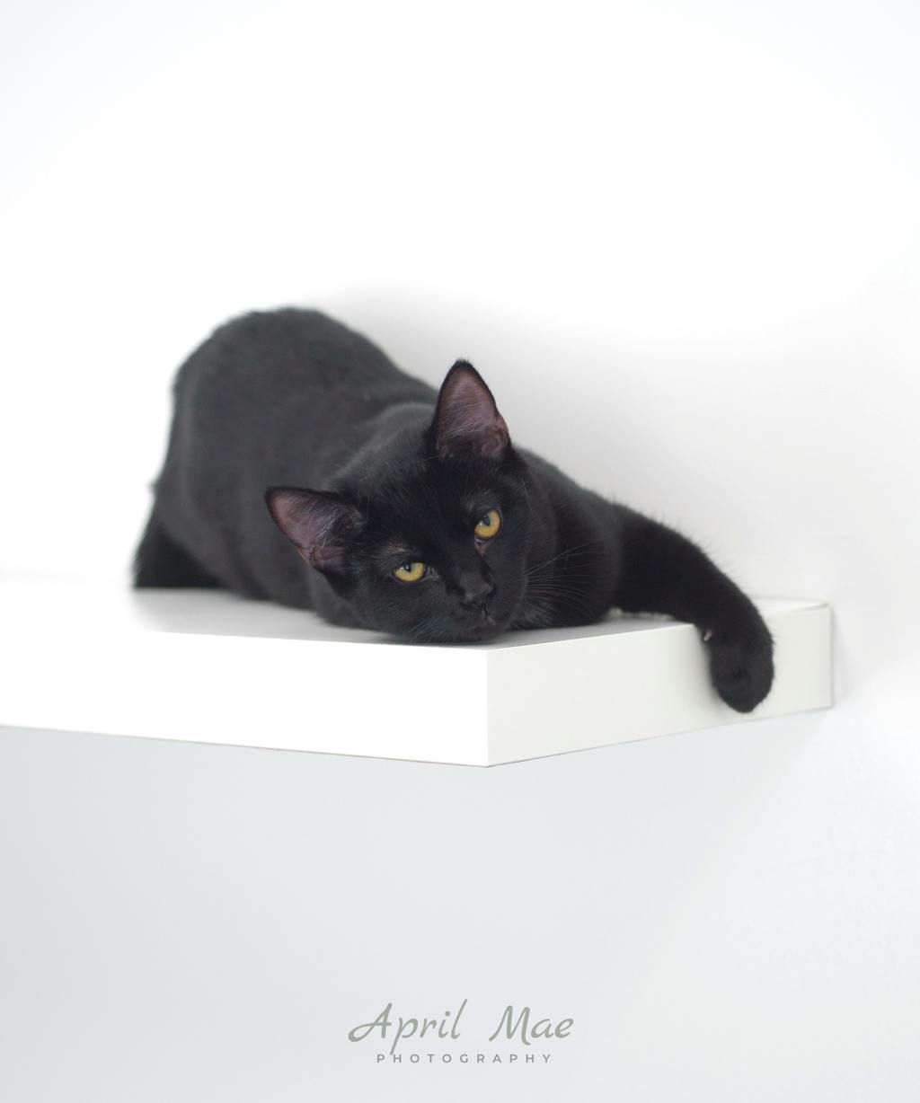 Sebastian (petsmart) Image