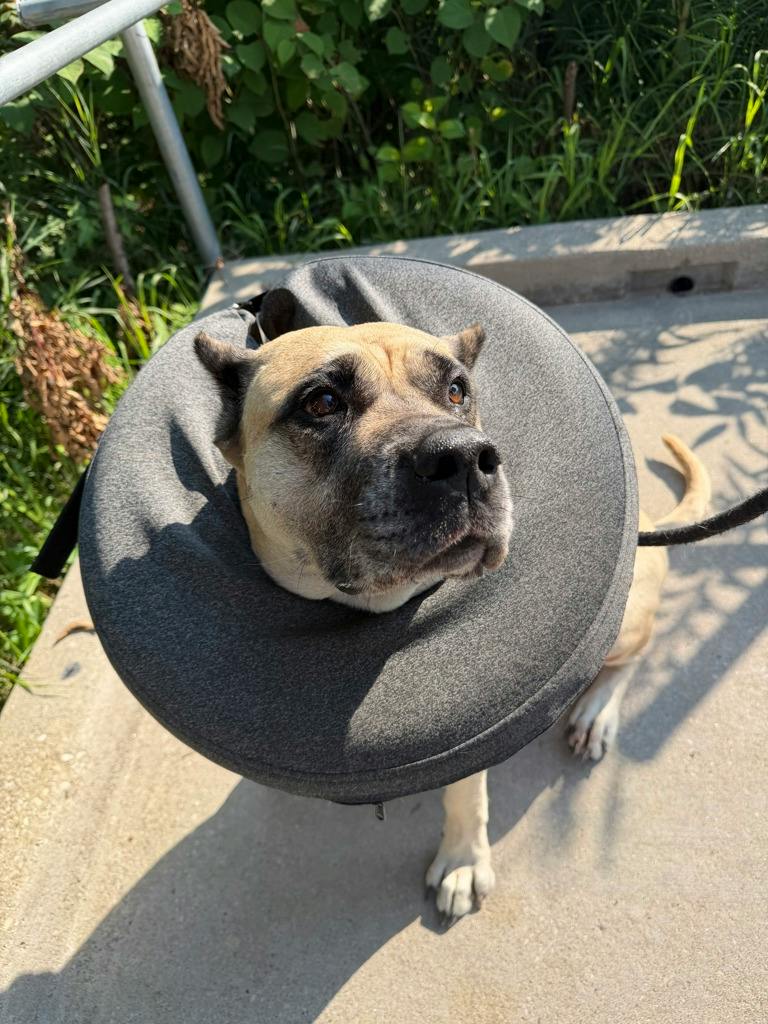 Charlee, a 7 years and 7 months old Fawn Female Cane Corso Dog
