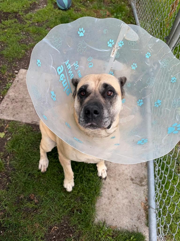Charlee, a 7 years and 7 months old Fawn Female Cane Corso Dog