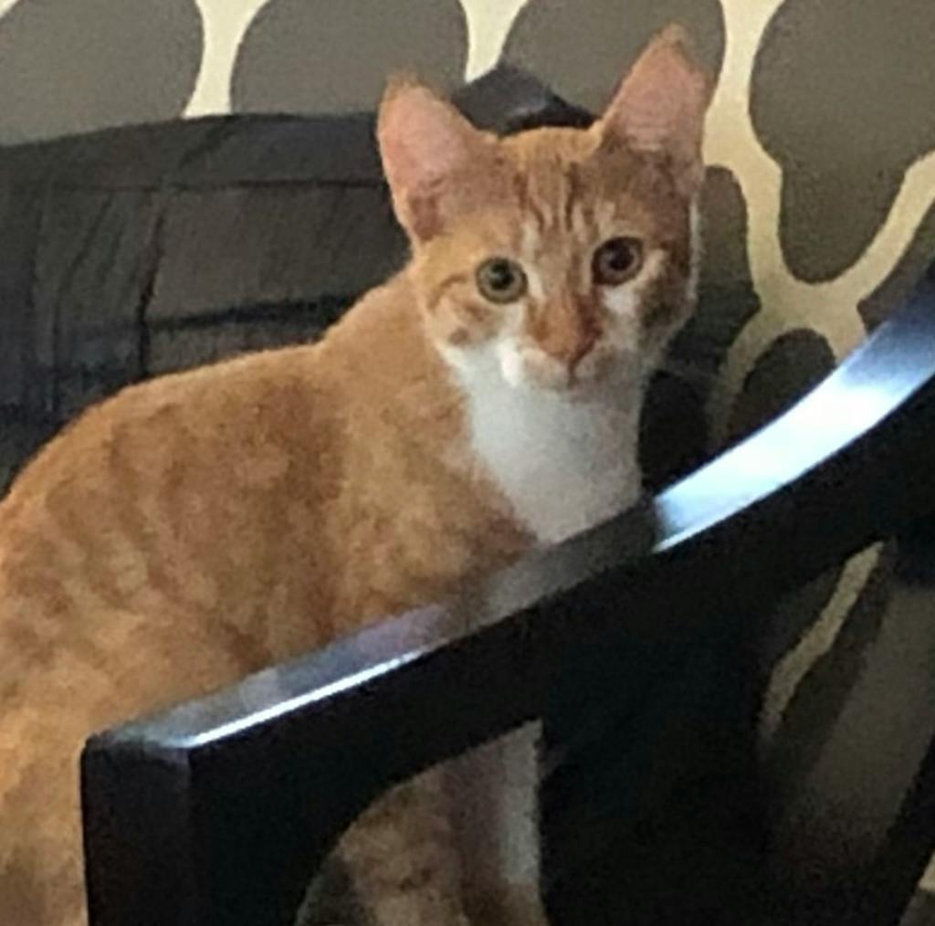 Melanie, a 5 months old Orange Tabby Female Domestic Short Hair Cat