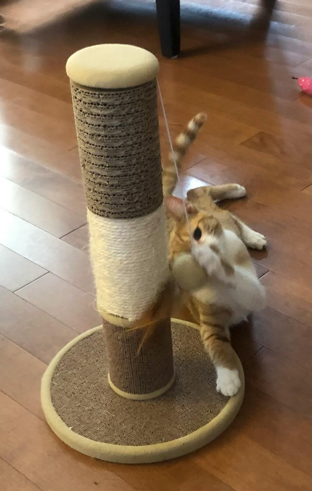 Melanie, a 5 months old Orange Tabby Female Domestic Short Hair Cat