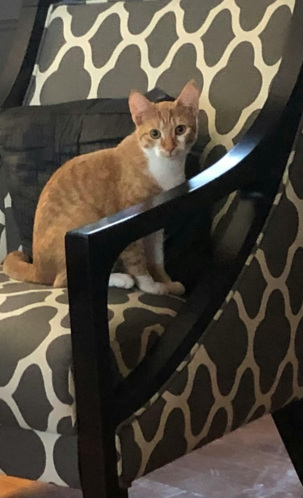 Melanie, a 5 months old Orange Tabby Female Domestic Short Hair Cat