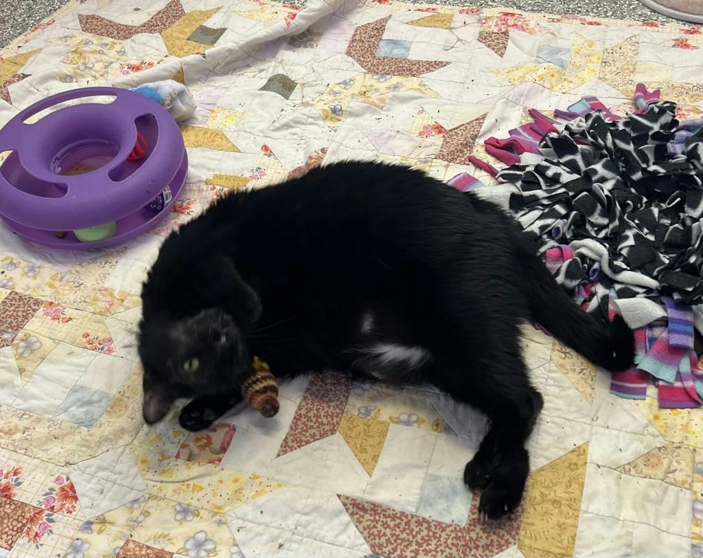 June, a 5 years and 1 month old Black Female Domestic Short Hair Cat