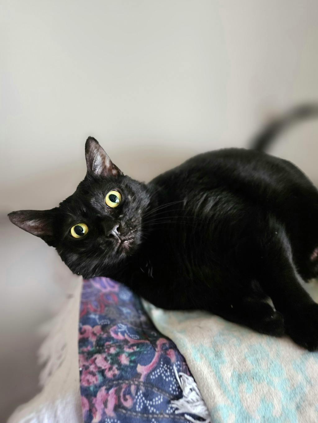 June, a 5 years and 1 month old Black Female Domestic Short Hair Cat