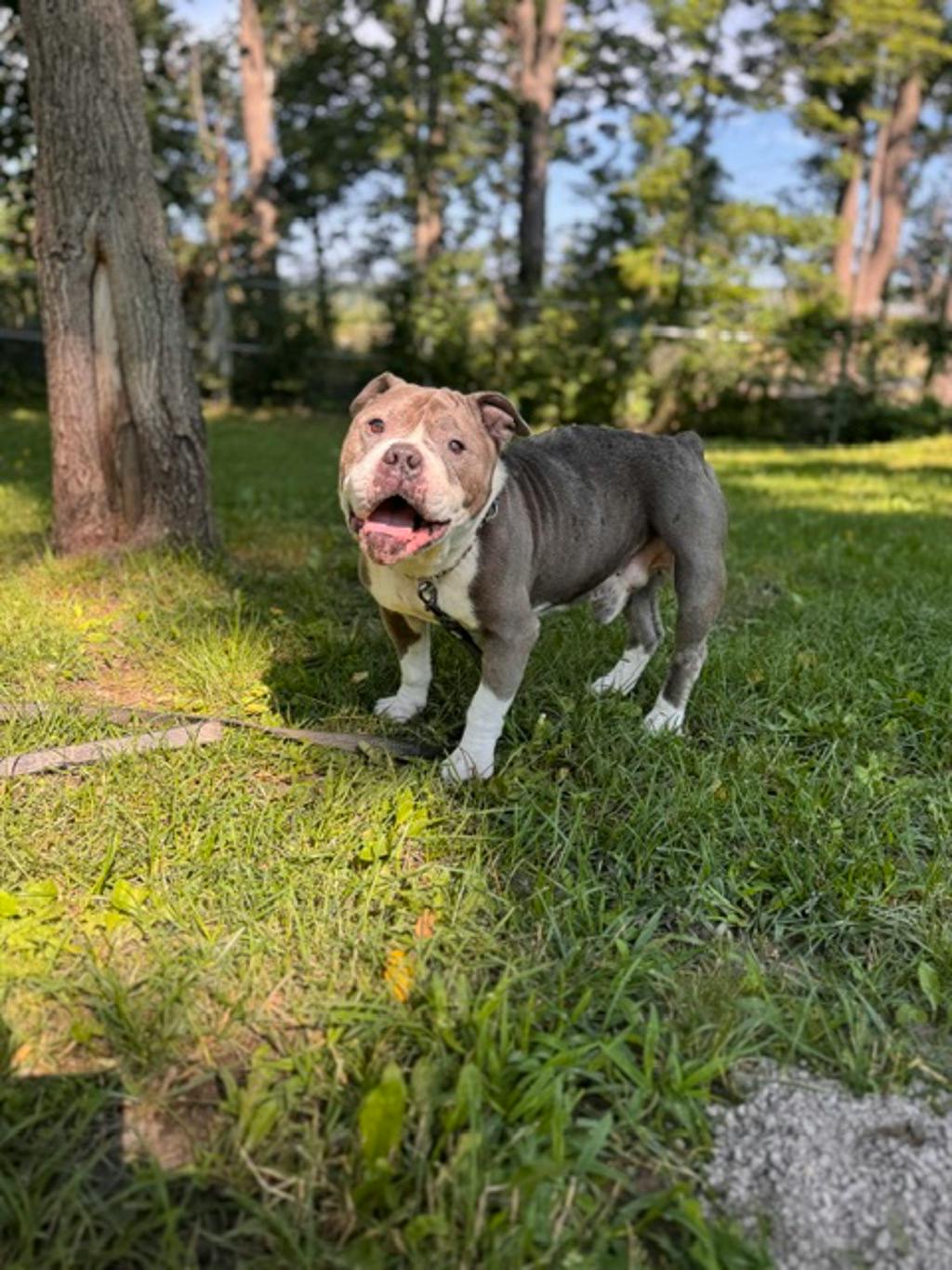 Stevie, a 5 years and 1 month old Grey Male American Bulldog Dog