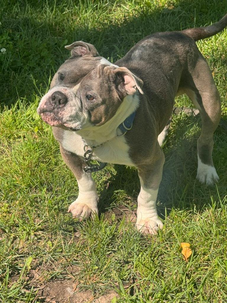 Stevie, a 5 years and 1 month old Grey Male American Bulldog Dog